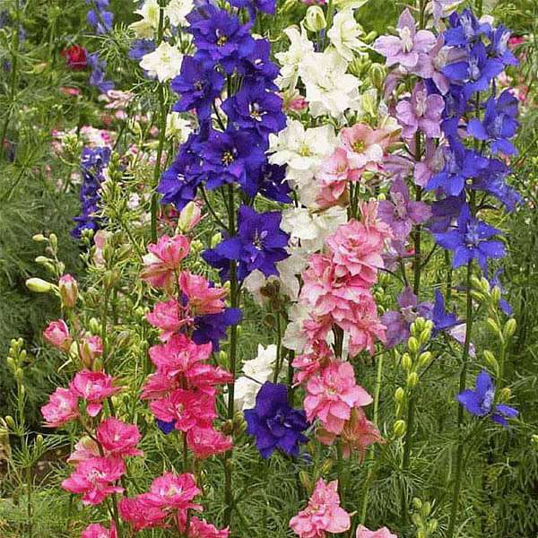 Larkspur Imperial Mixed Color Flower Seeds